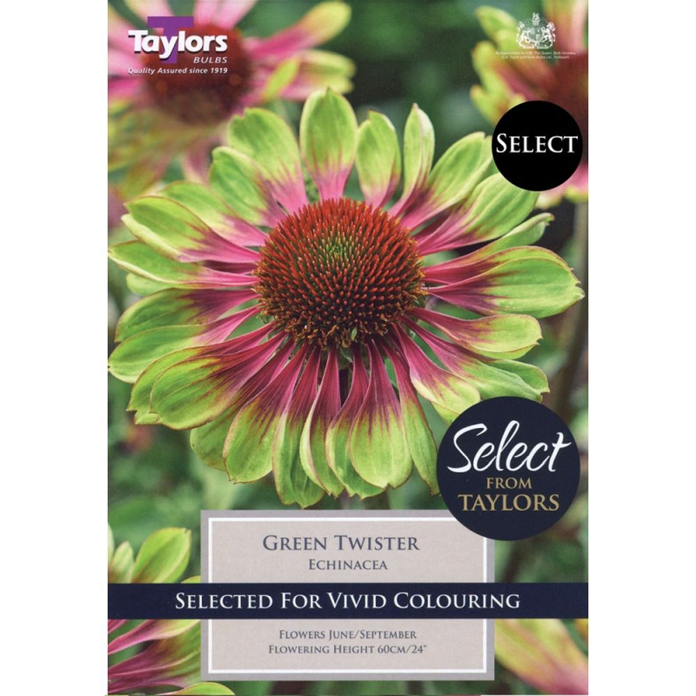 Echinacea Green Twister Bulbs