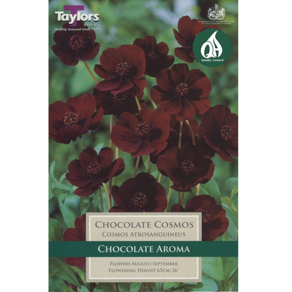 Chocolate Cosmos