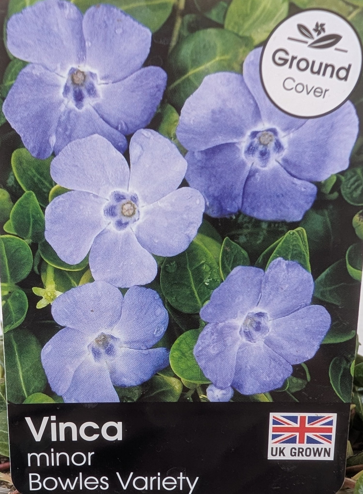 Vinca Minor Bowles Variety