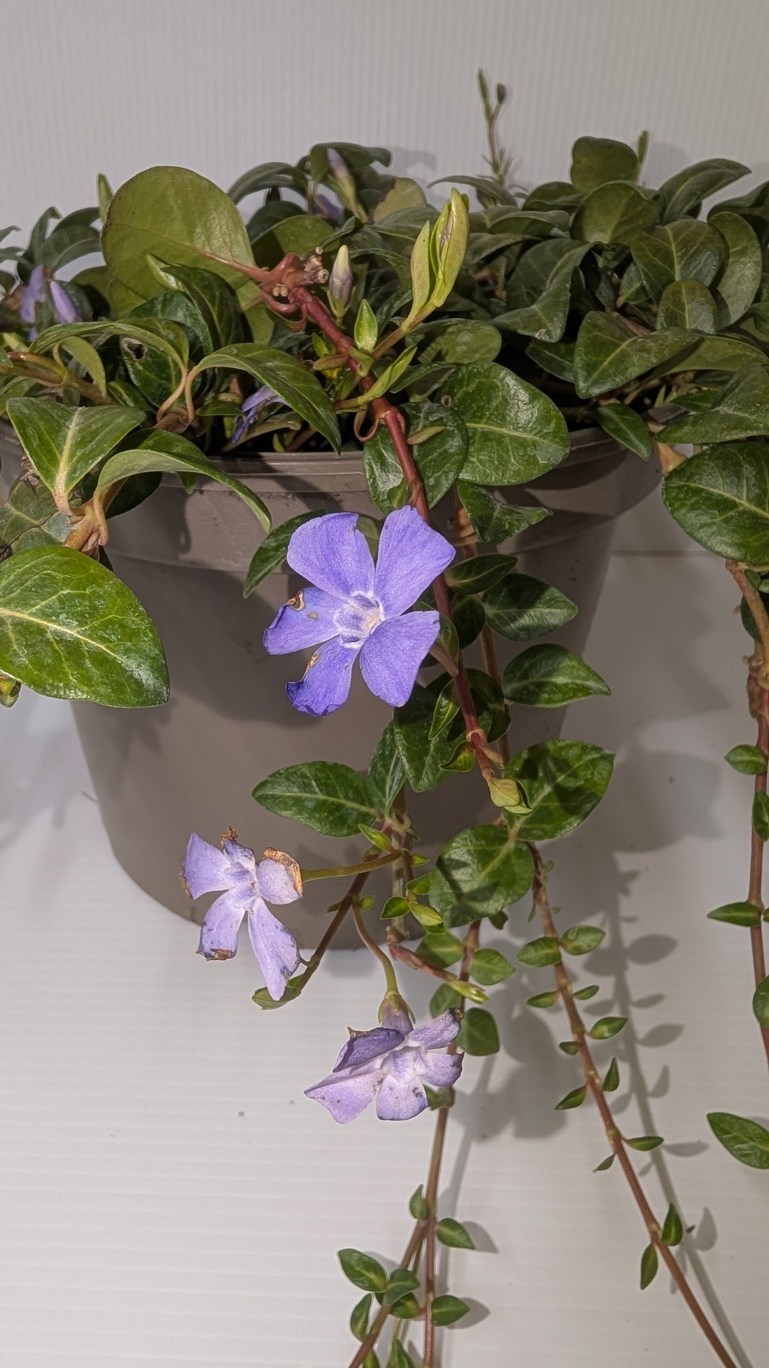 Vinca Minor Bowles Variety