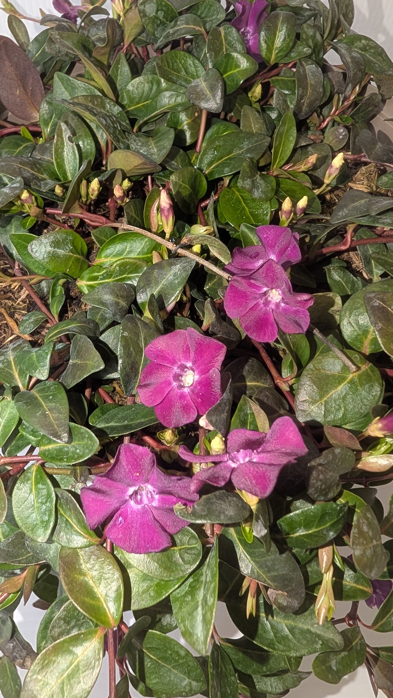 Vinca Minor Atropurpurea