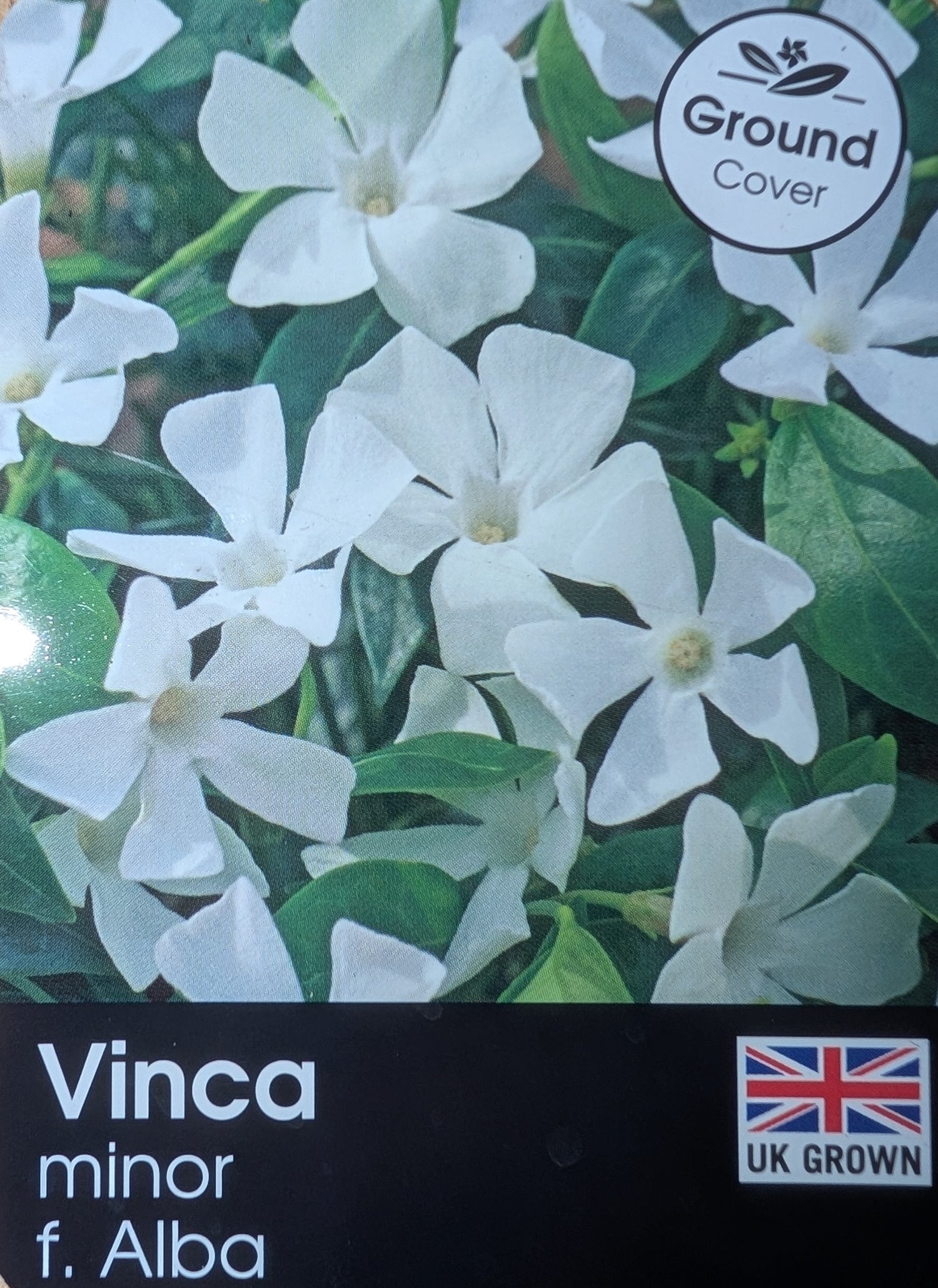 Vinca Minor Alba