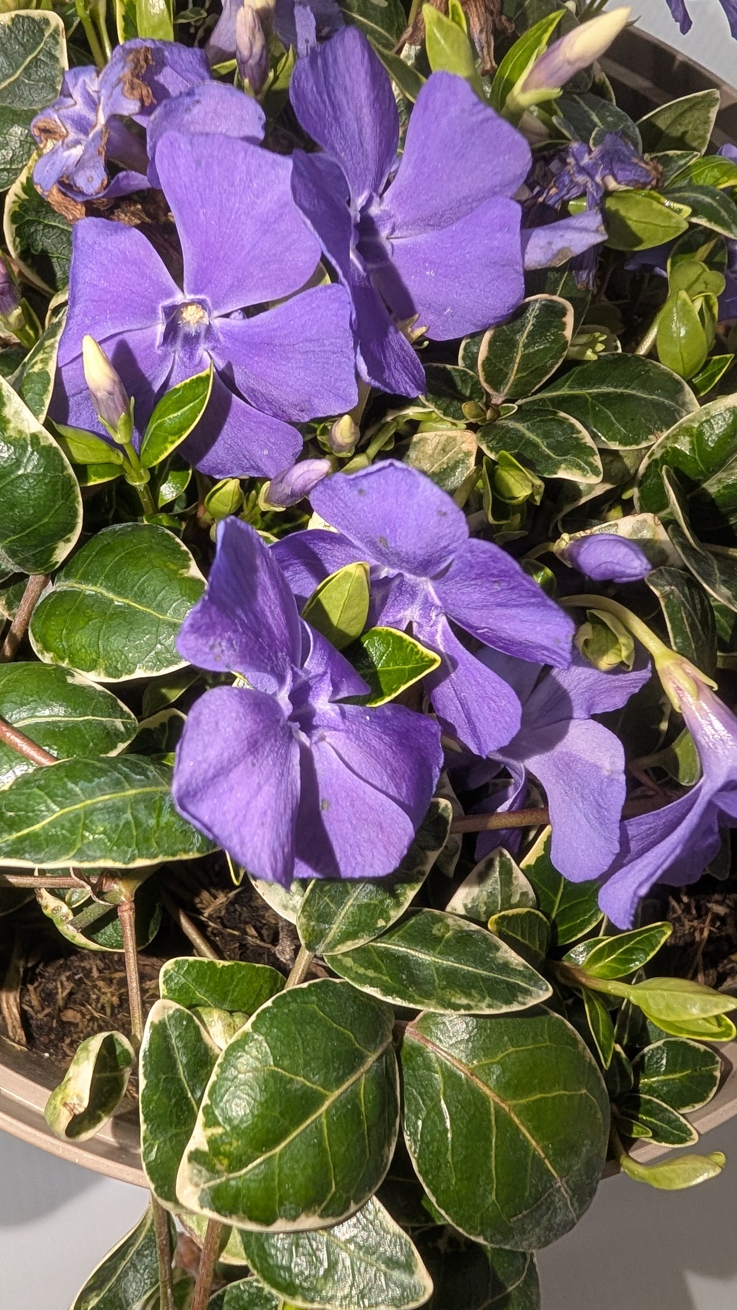 Vinca Ralph Shugert