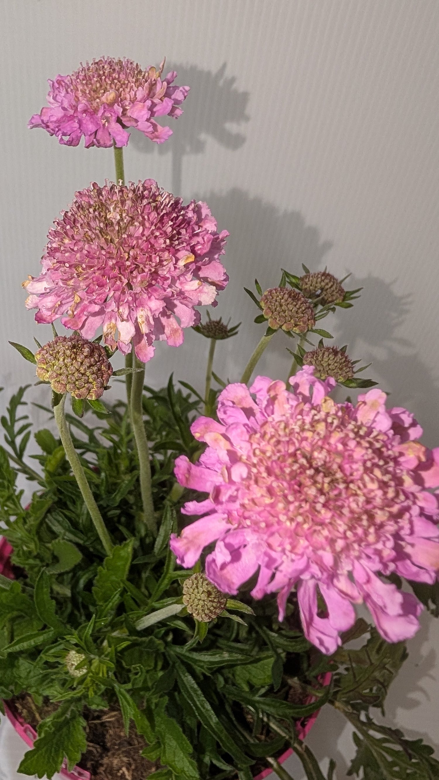 Scabious Walbertons Pink Mist