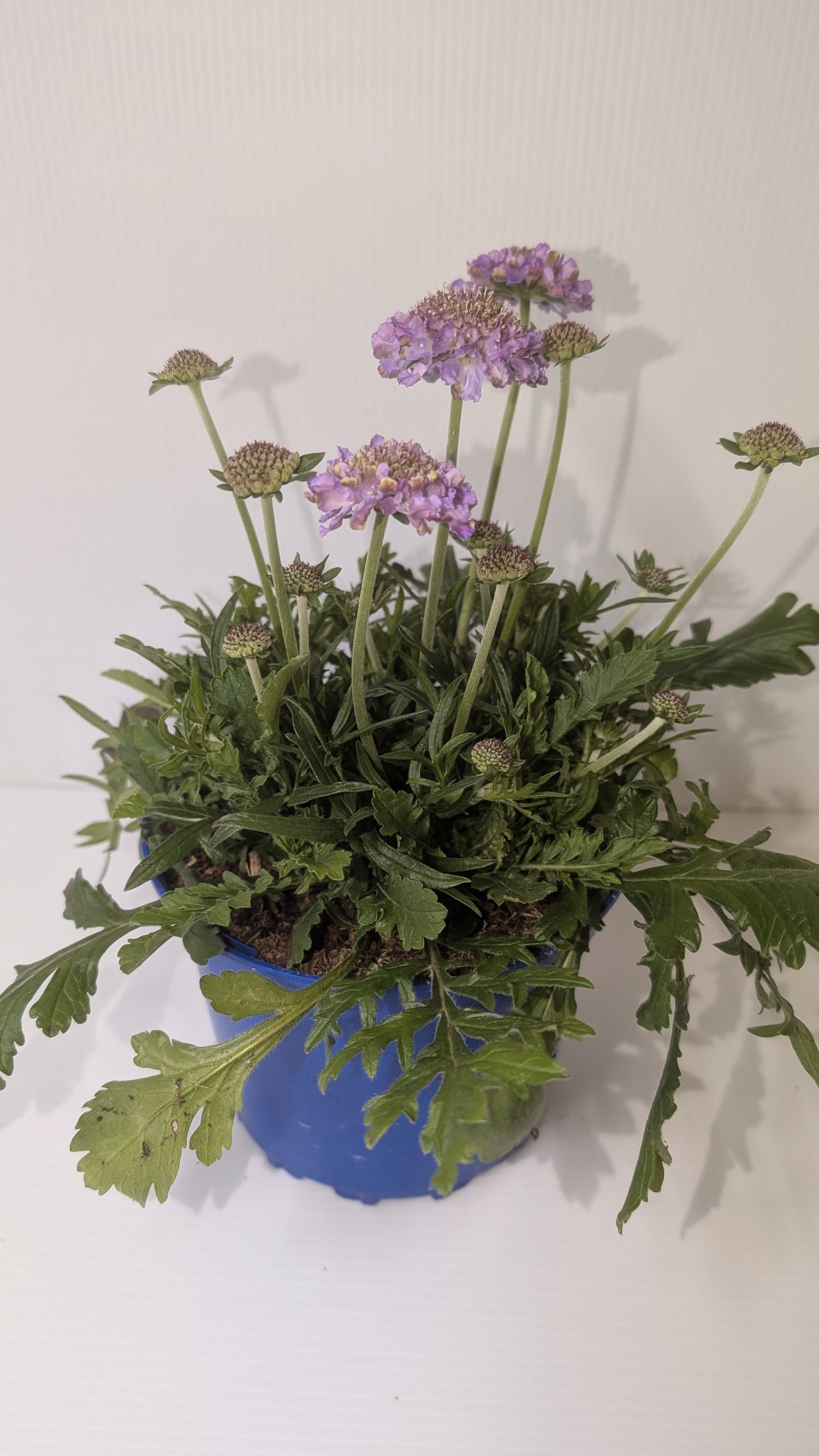 Scabious Butterfly Blue