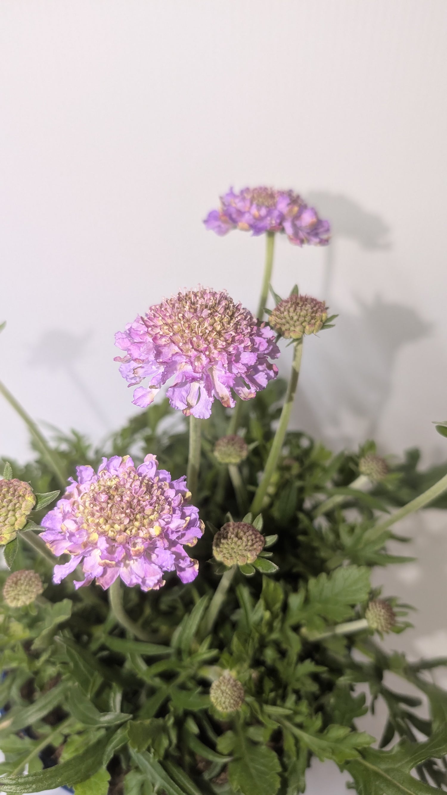 Scabious Butterfly Blue