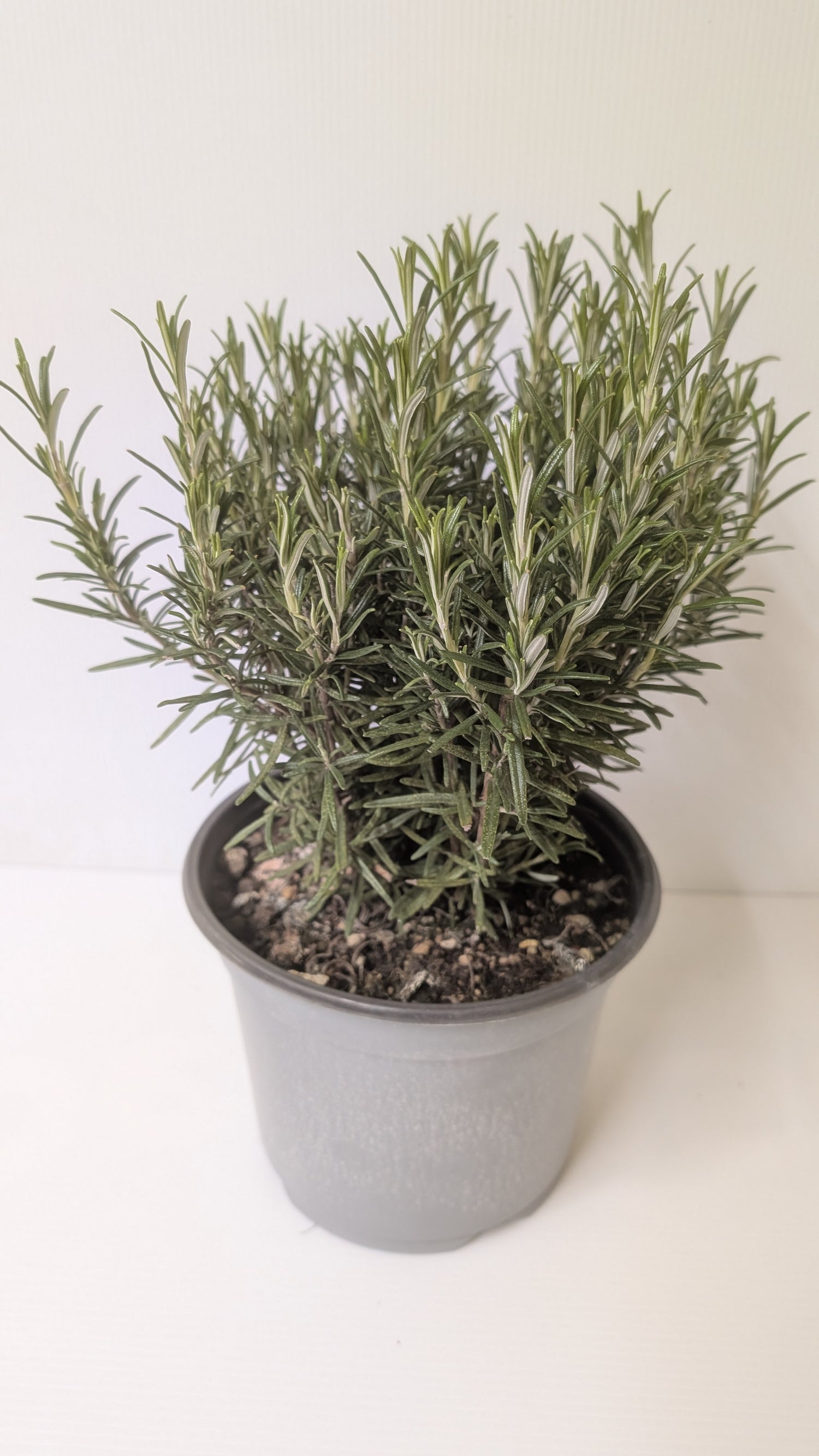 Rosemary 18cm