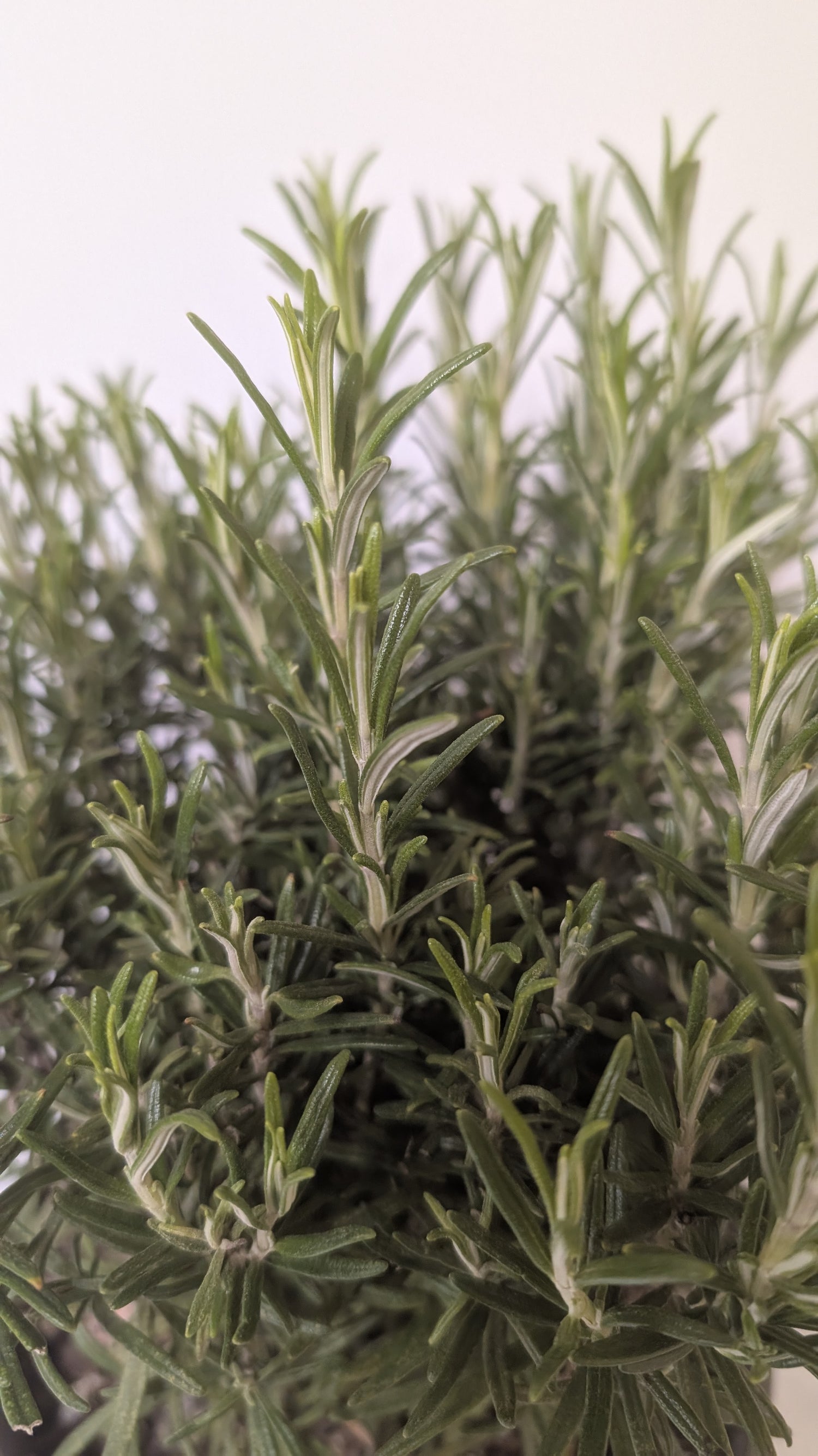 Rosemary 18cm