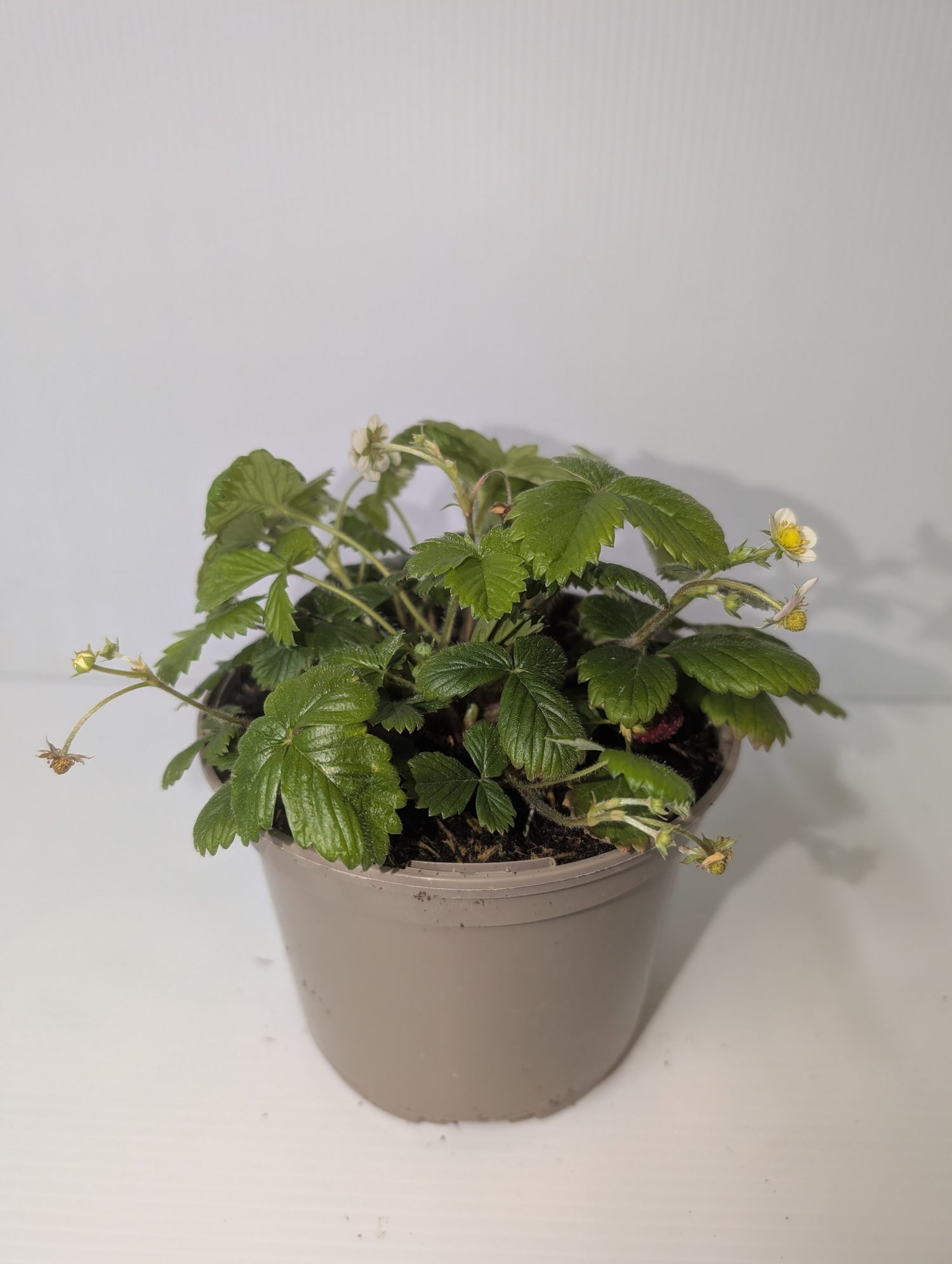 Strawberry alpine 1ltr Pot