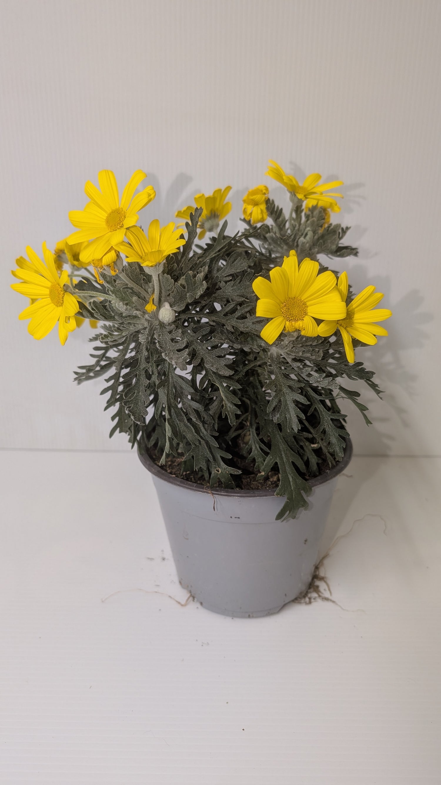 Euryops Pectinatus