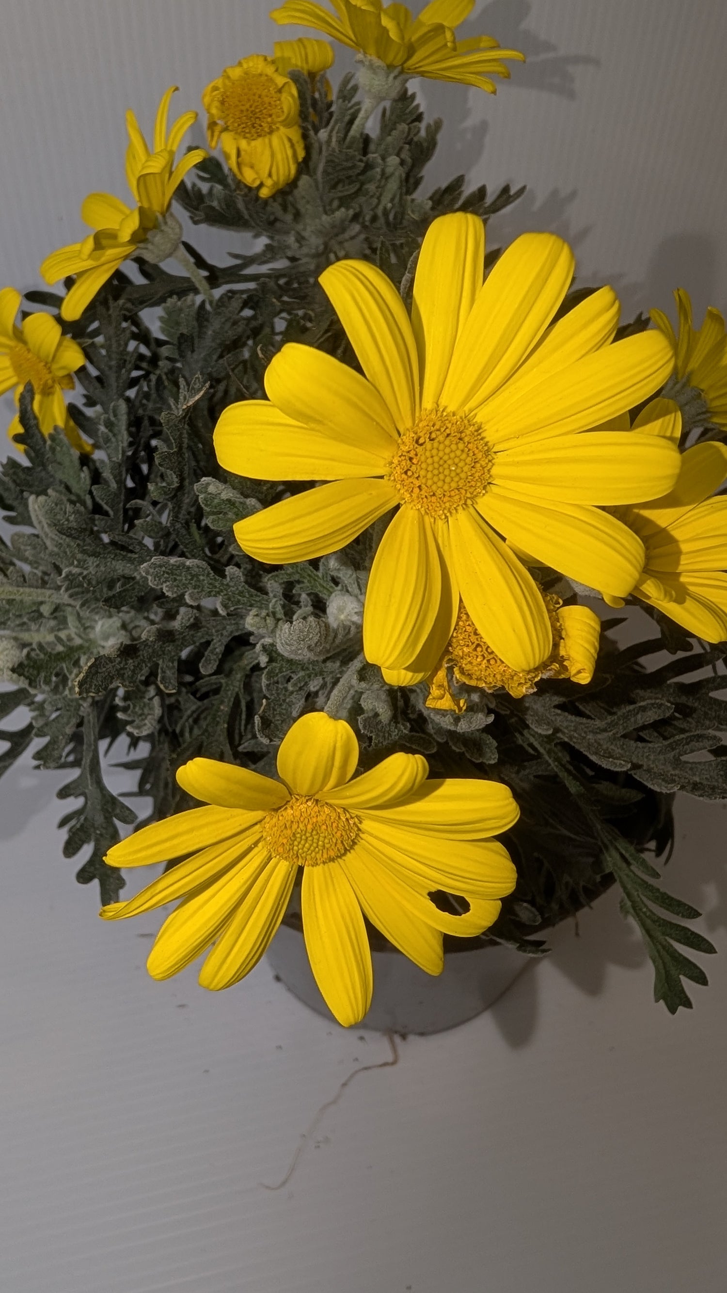 Euryops Pectinatus