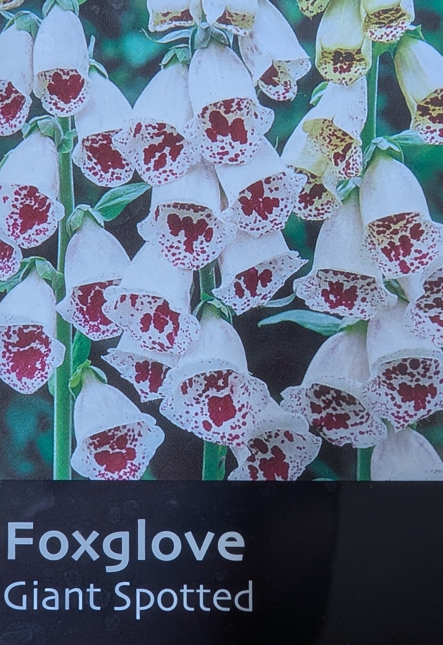 Foxglove Giant Spotted