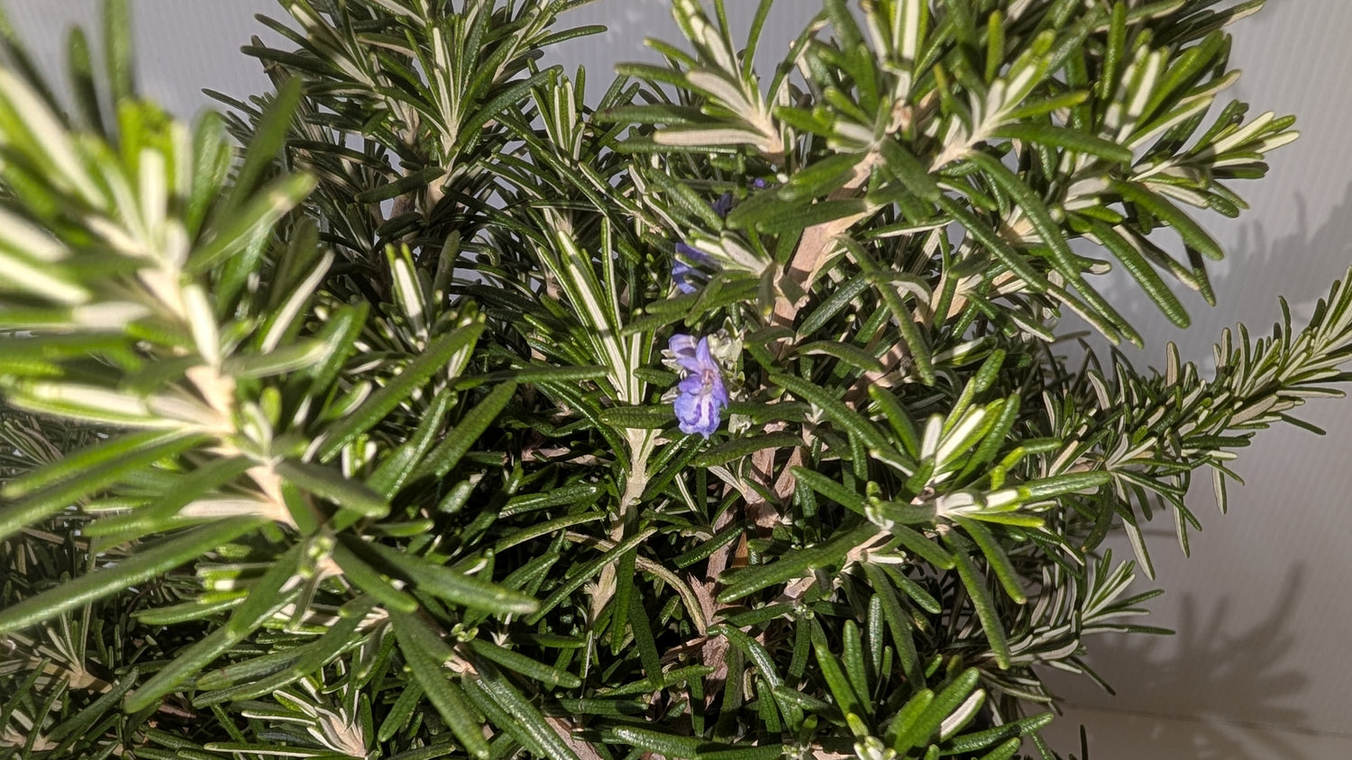 Rosmarinus Officinalis Rosemary Prostrate