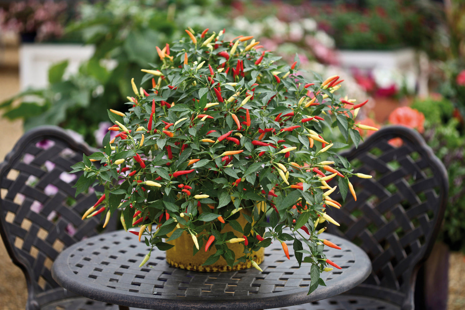 Pepper Hot Basket of Fire