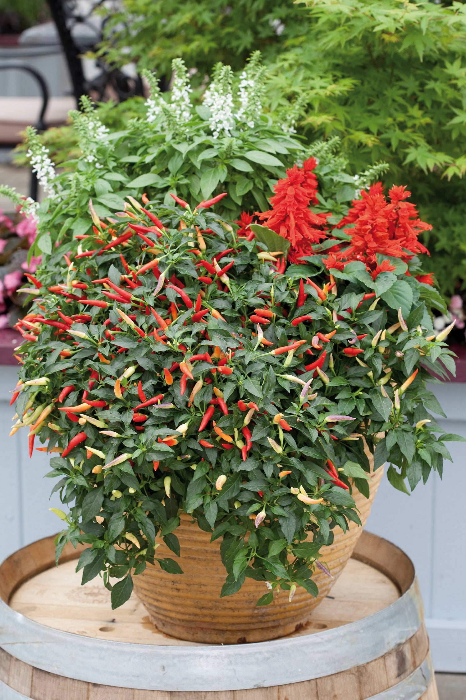 Pepper Hot Basket of Fire