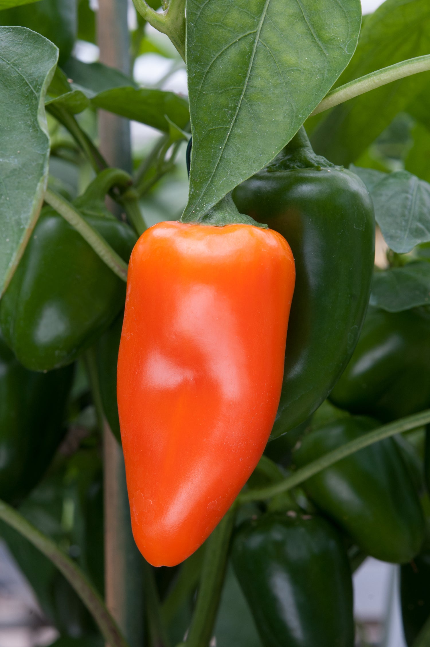 Snack Orange Sweet Pepper