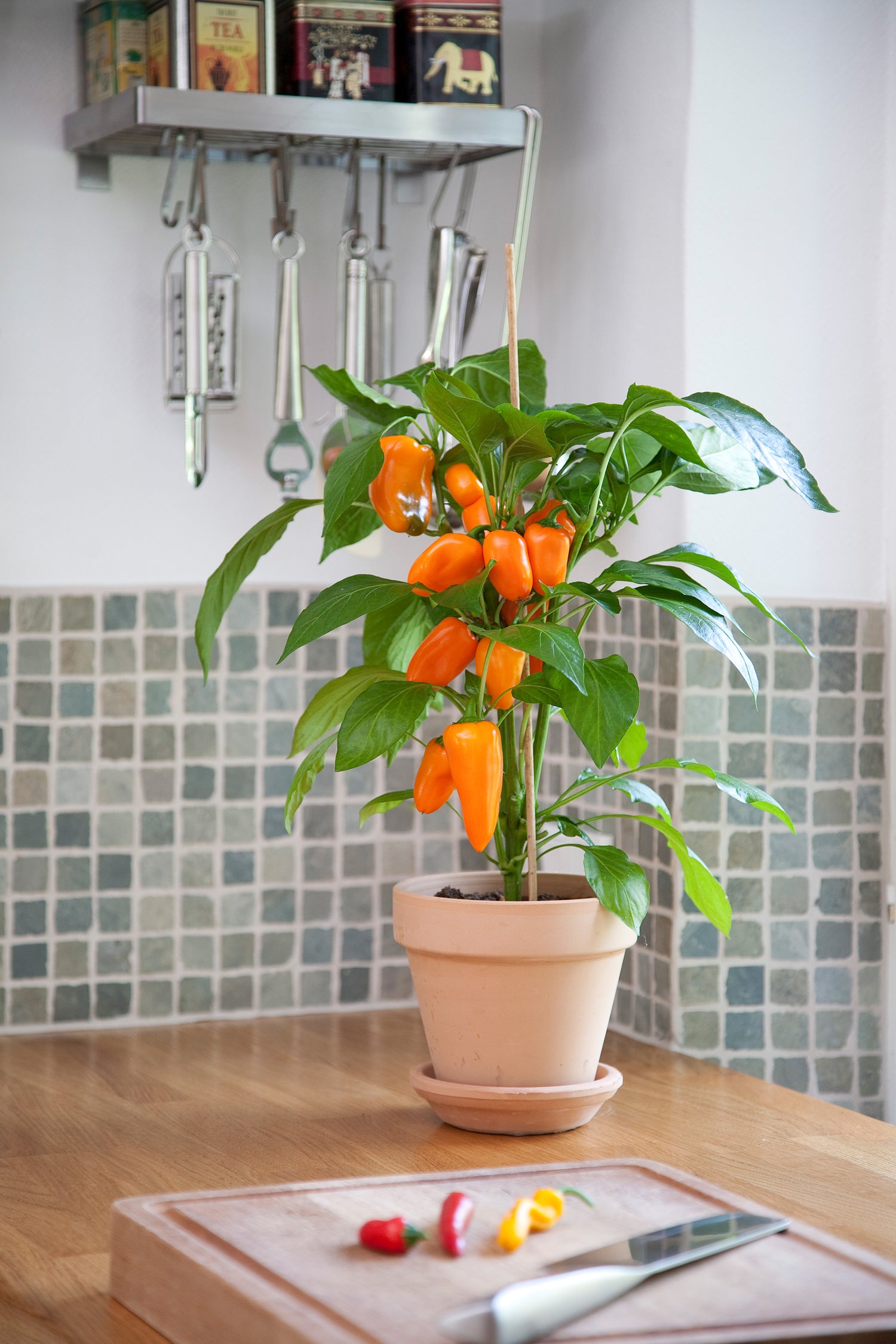 Snack Orange Sweet Pepper