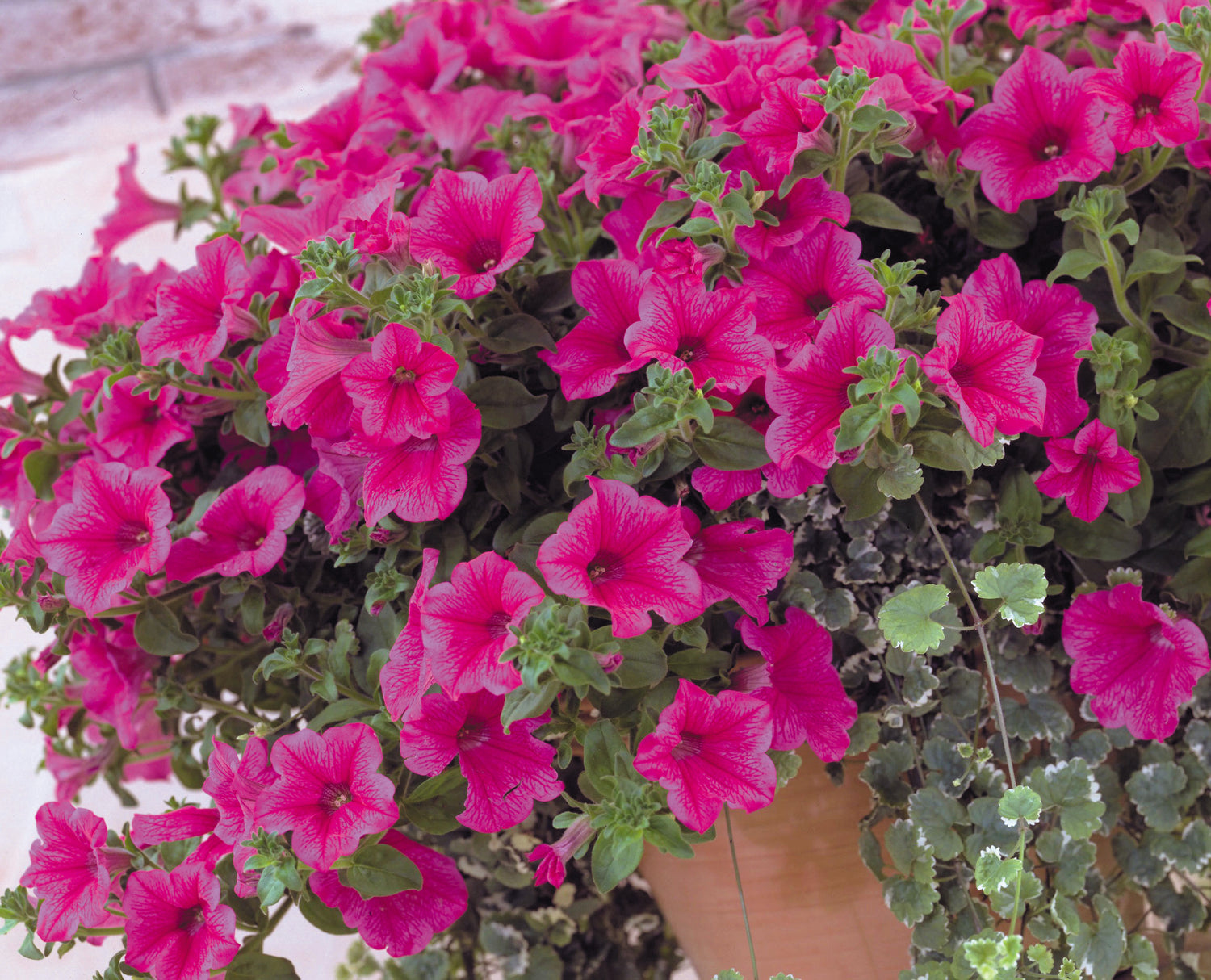 Petunia 1L Hot Pink