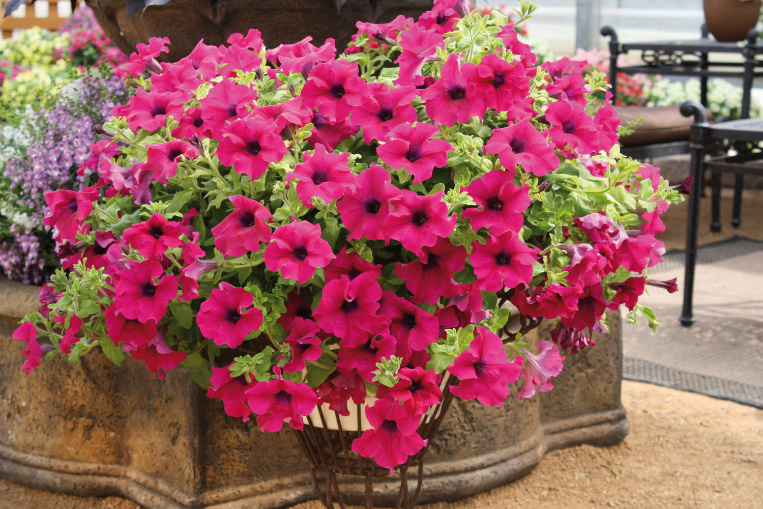 Petunia Giant Purple 1L