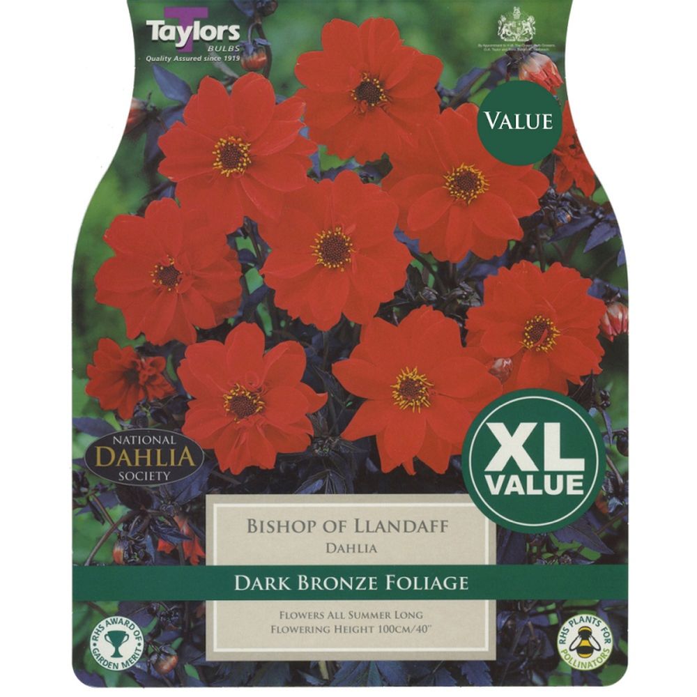 Dahlia Bishop of Llandaff XL Value Pack