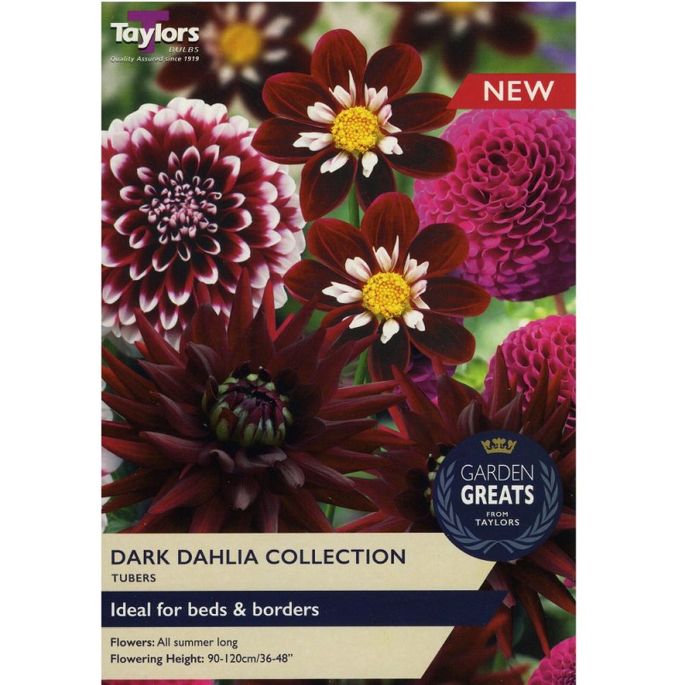 Dark Dahlia Collection