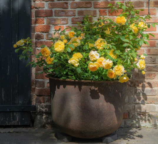 Bring Me Sunshine English Roses 6l Shrub