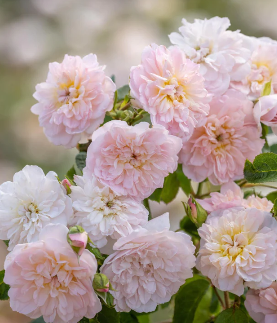 Elizabeth English Roses 6l Shrub