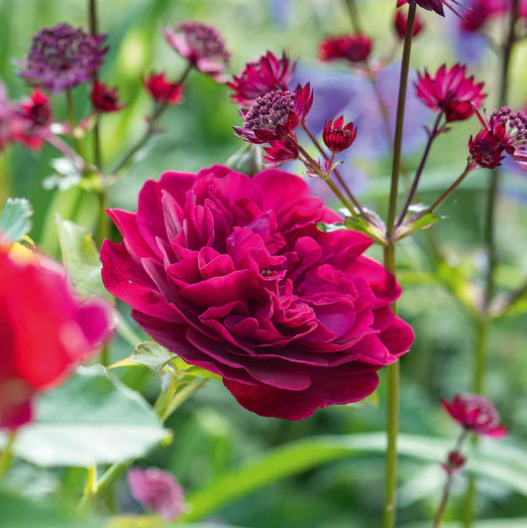 Darcy Bussell Fragrant English Rose