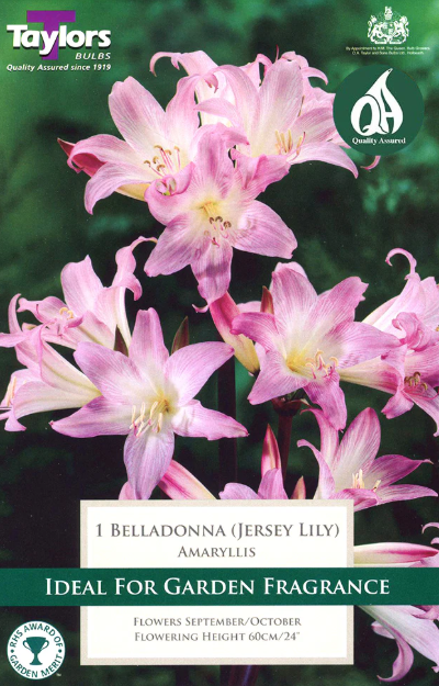 Amaryllis Belladonna