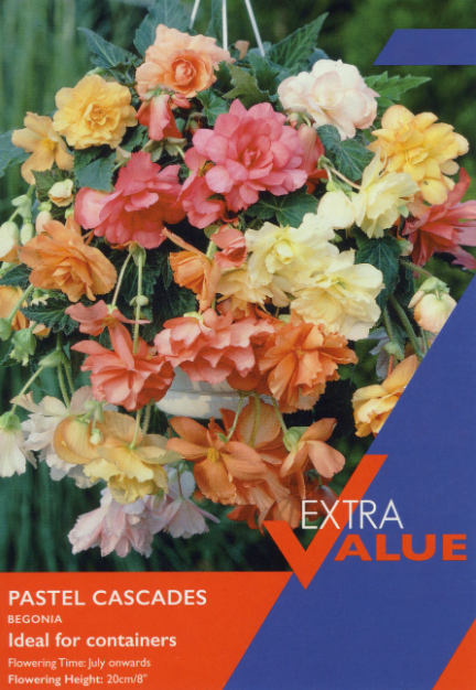 Begonia Pastel Cascades Extra Value