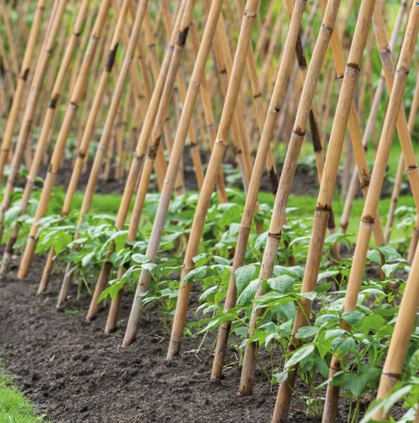 90cm (3ft) Bamboo Canes