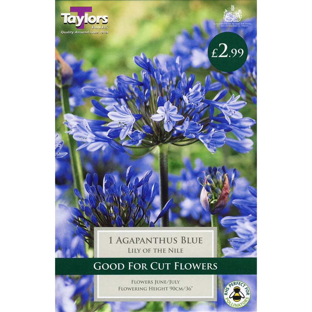 Agapanthus Blue