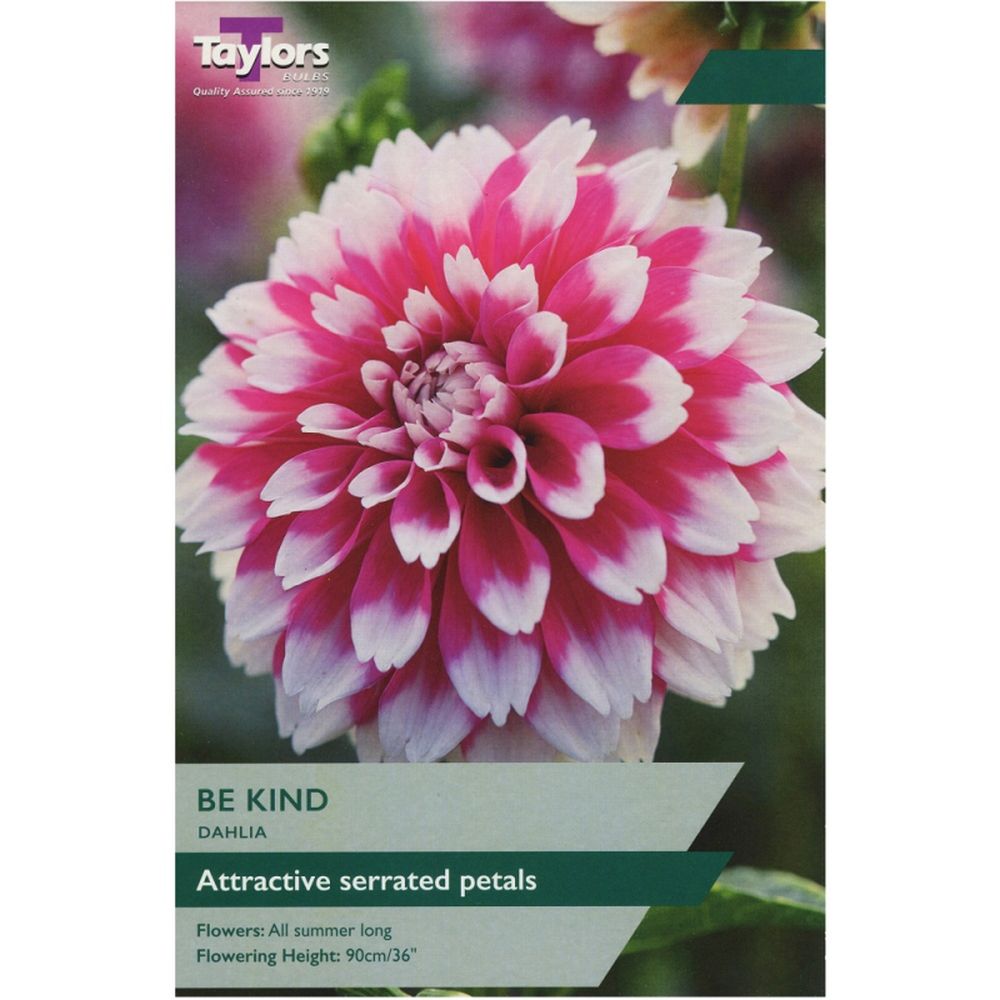 Dahlia Be Kind