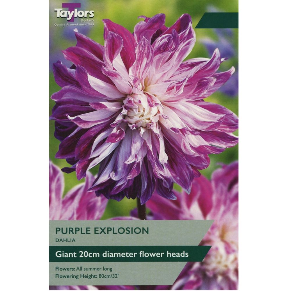 Dahlia Purple Explosion