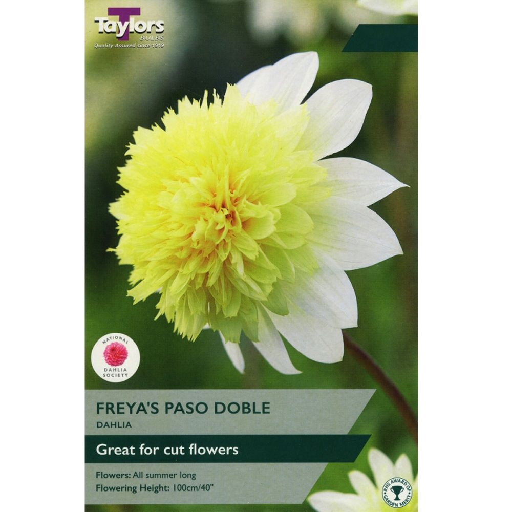 Anemone Dah Freya's Paso