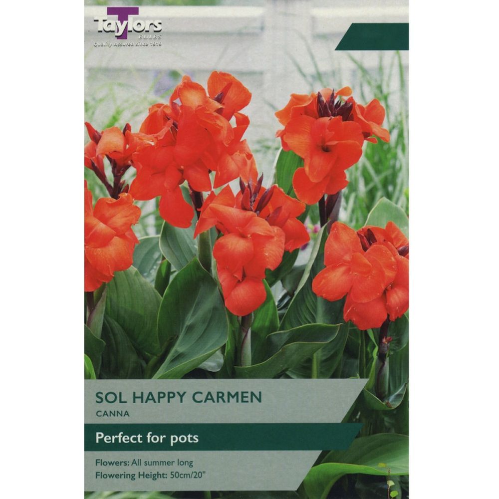 Canna Sol Happy Carmen