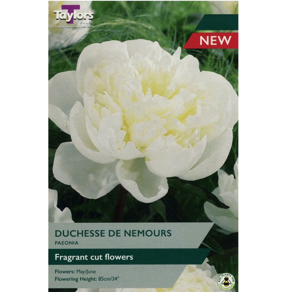 Peaonia Duchesse De Nemours