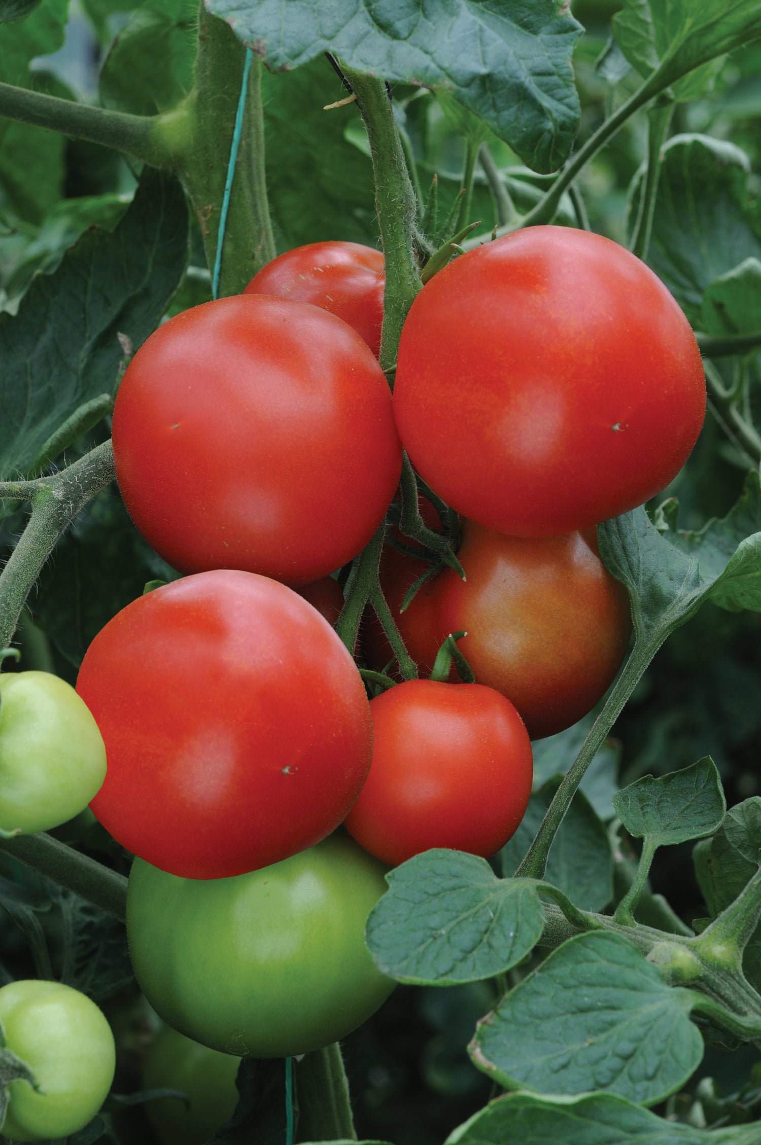 Tomato Alicante