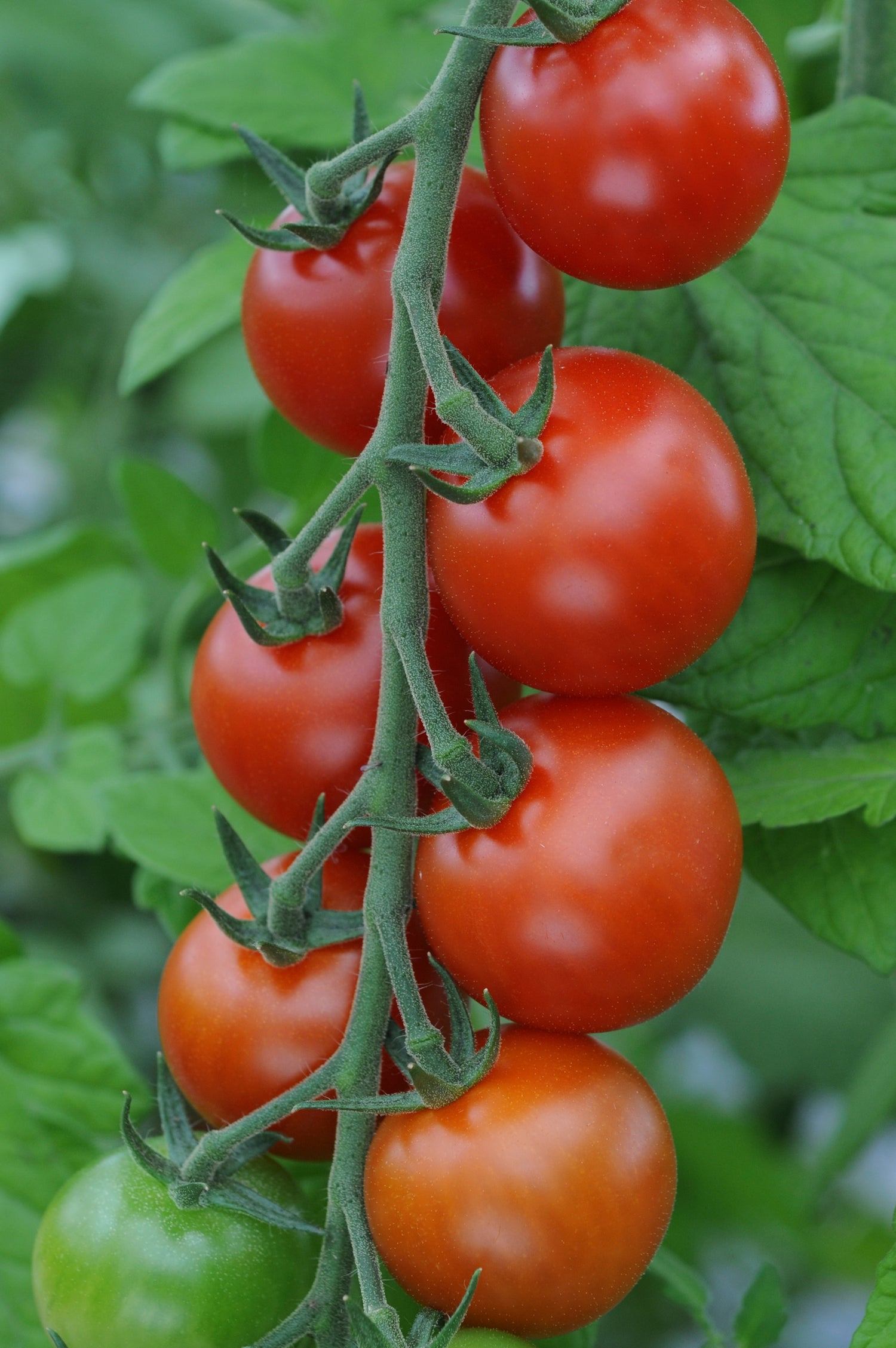 Tomato Moneymaker