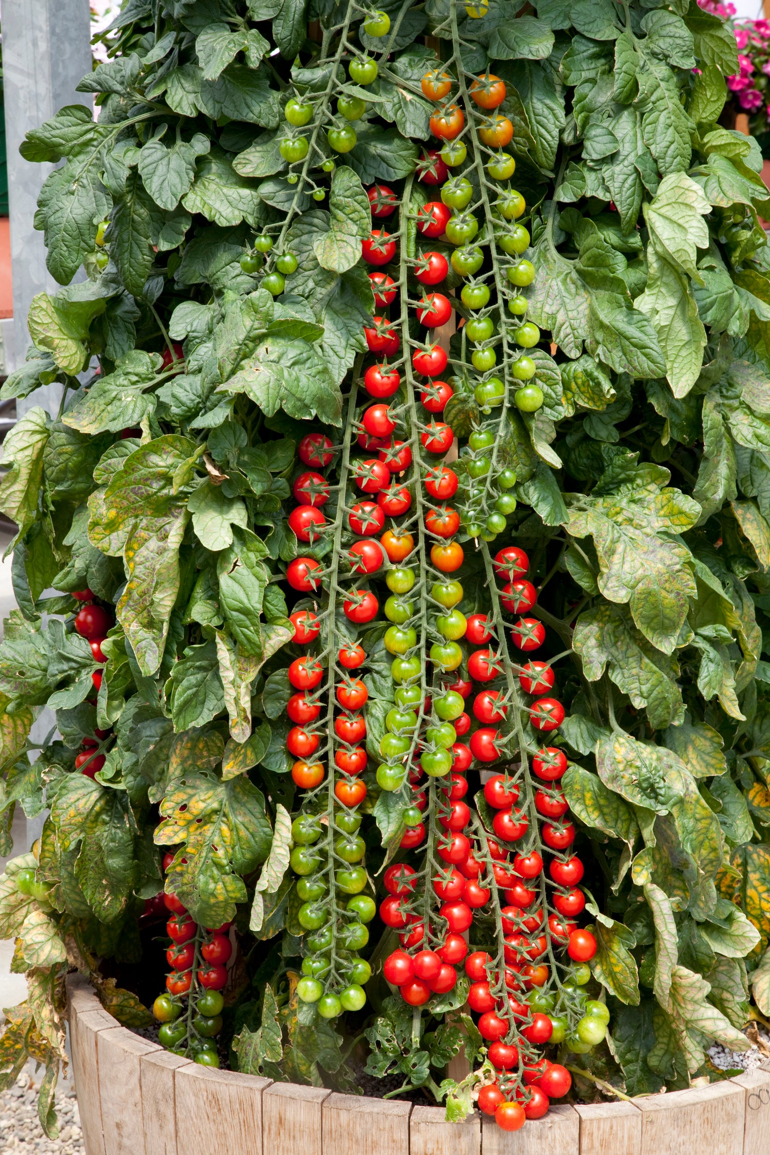 Tomato Cherry Rapunzel F1