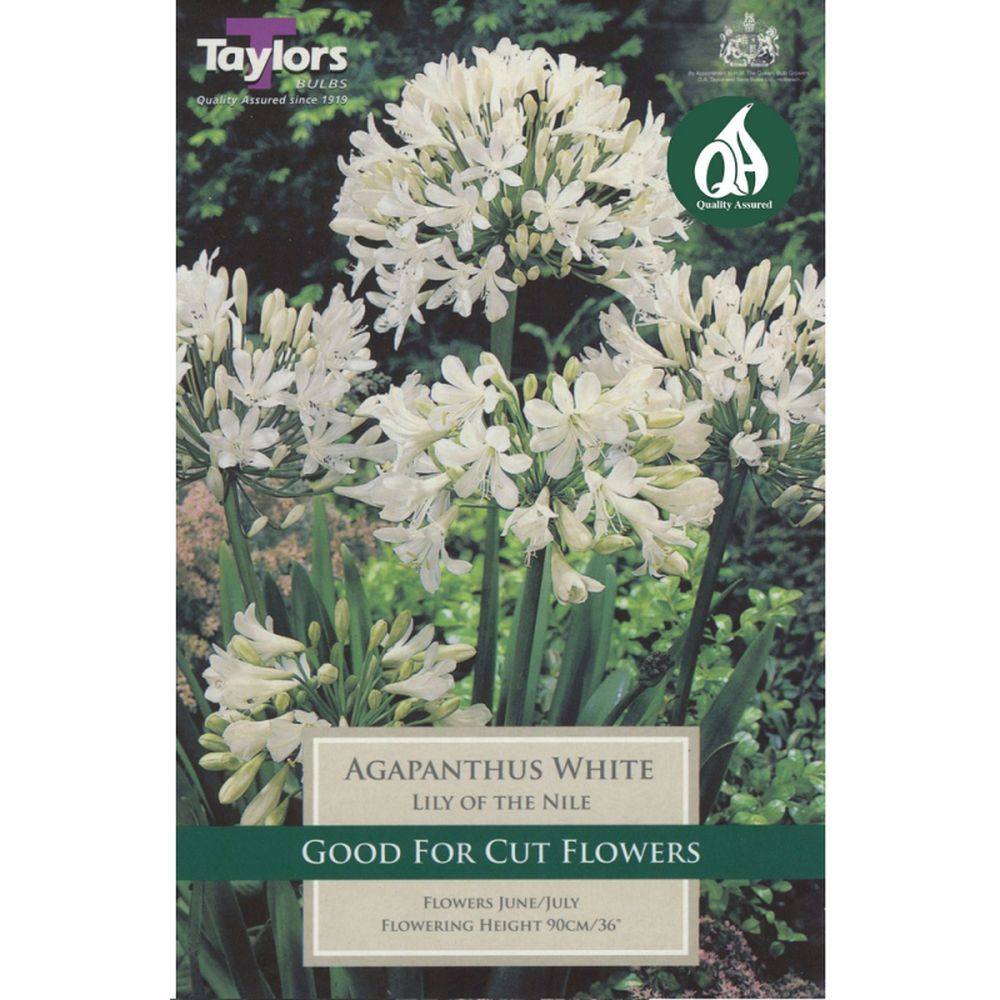 Agapanthus White