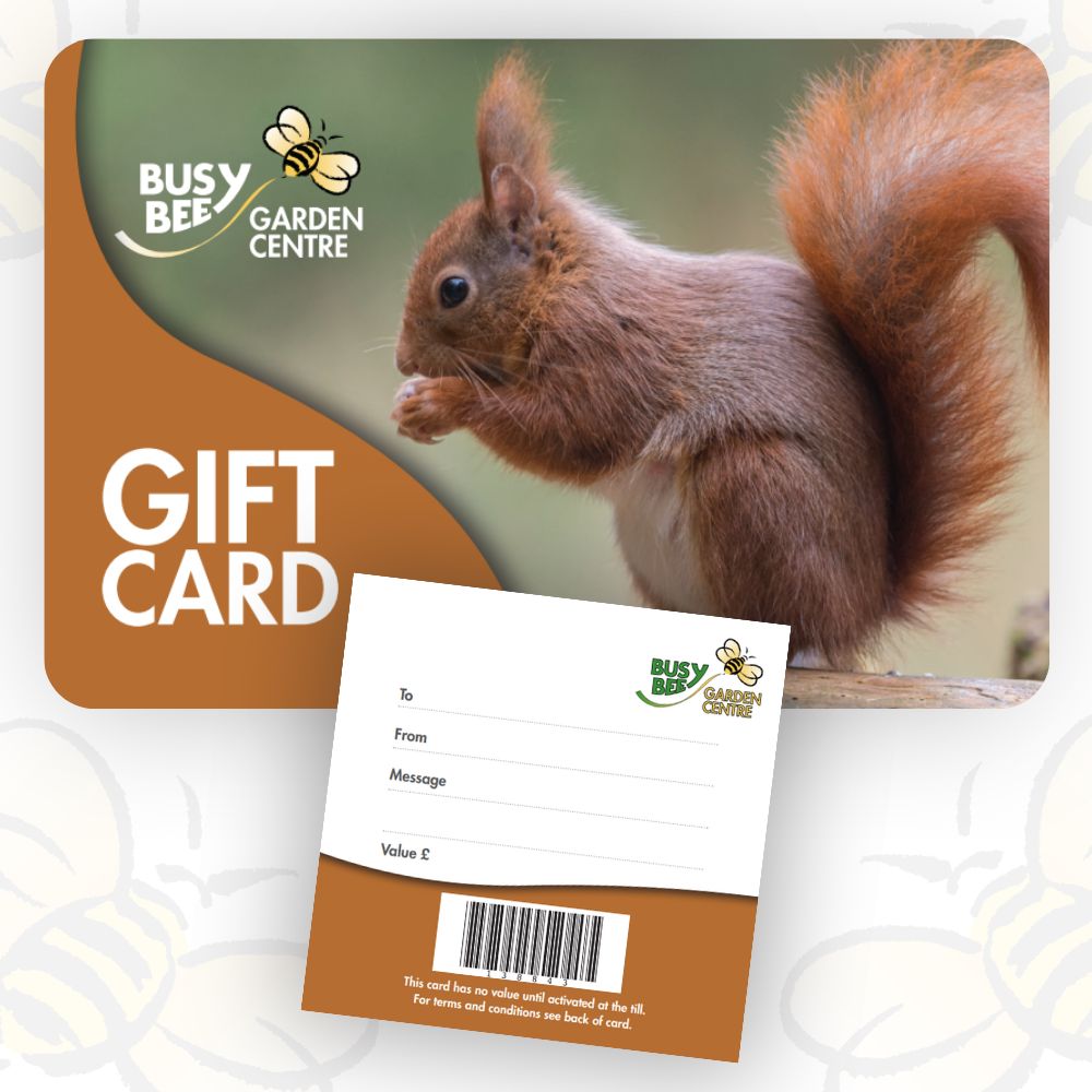 Gift Card Red Squirrel