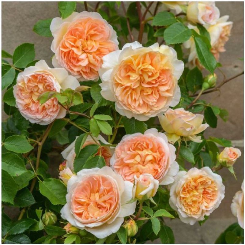 Bathsheba CLG English Rose Climber 6L