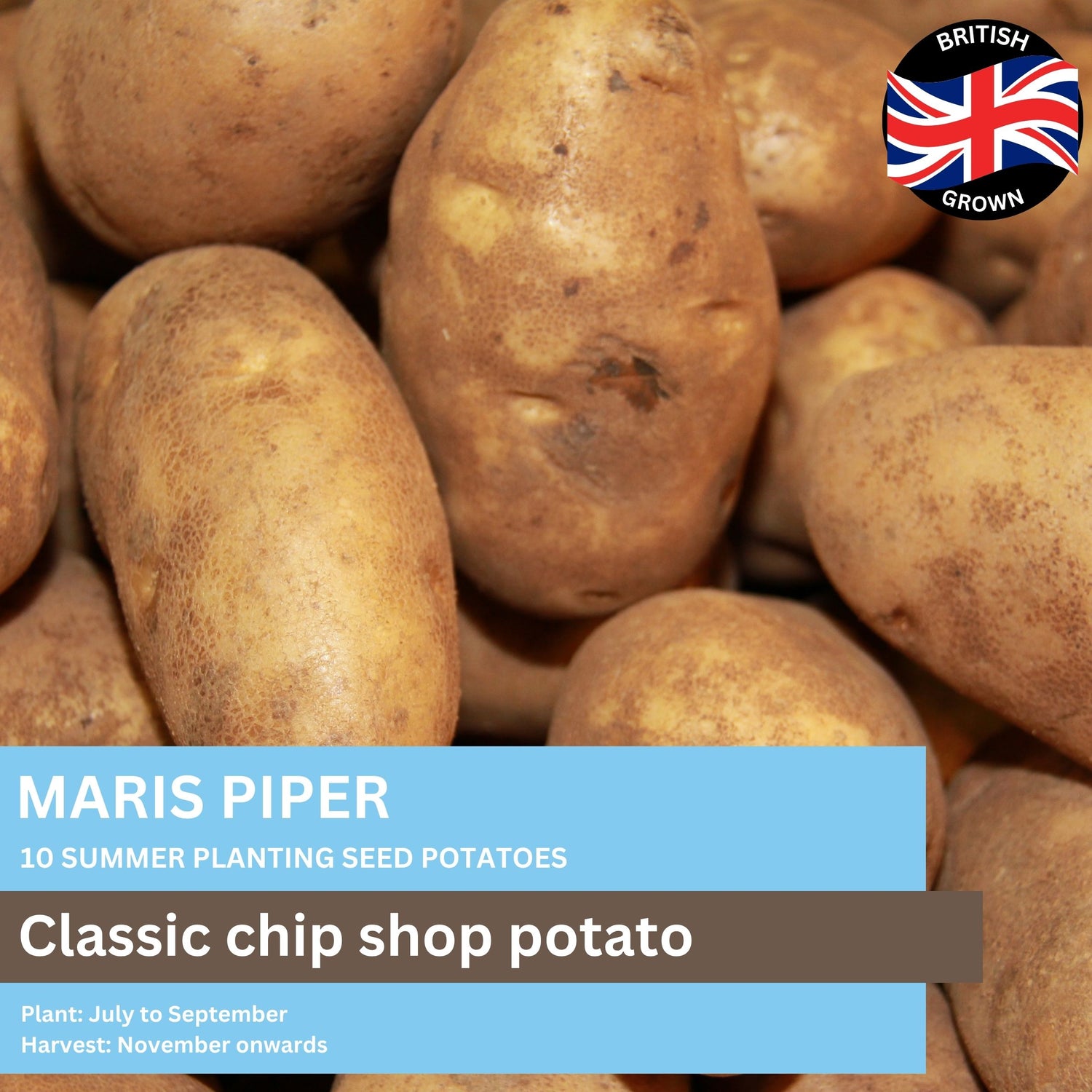 Potato Maris Piper