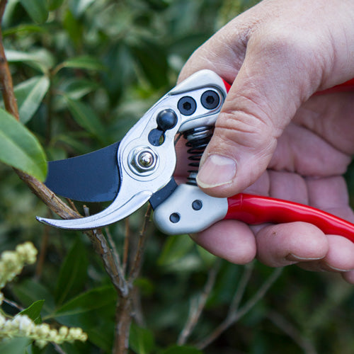 Expert Small Bypass Pruner