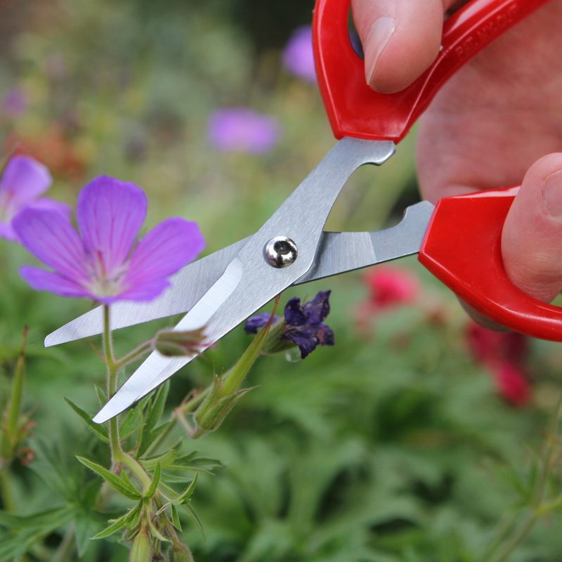 Softies Scissors