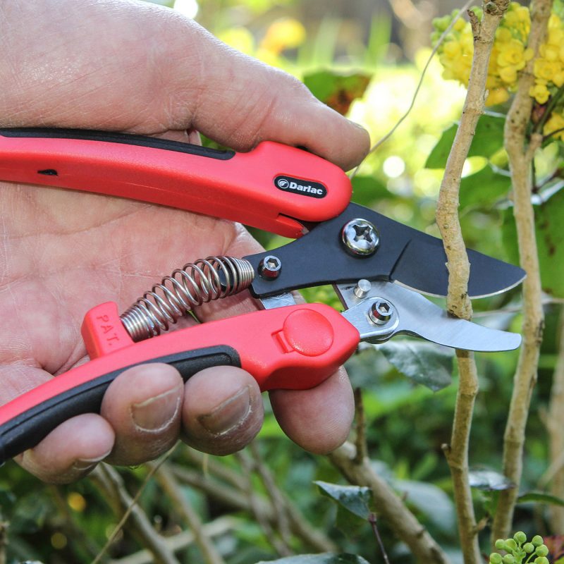Compound Action Pruner