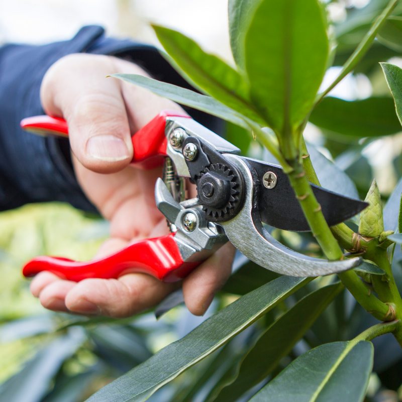 Professional Left Hand Pruner