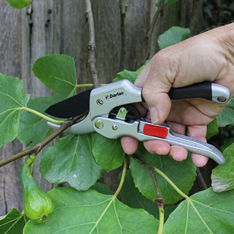 Super Classic Ratchet Pruner