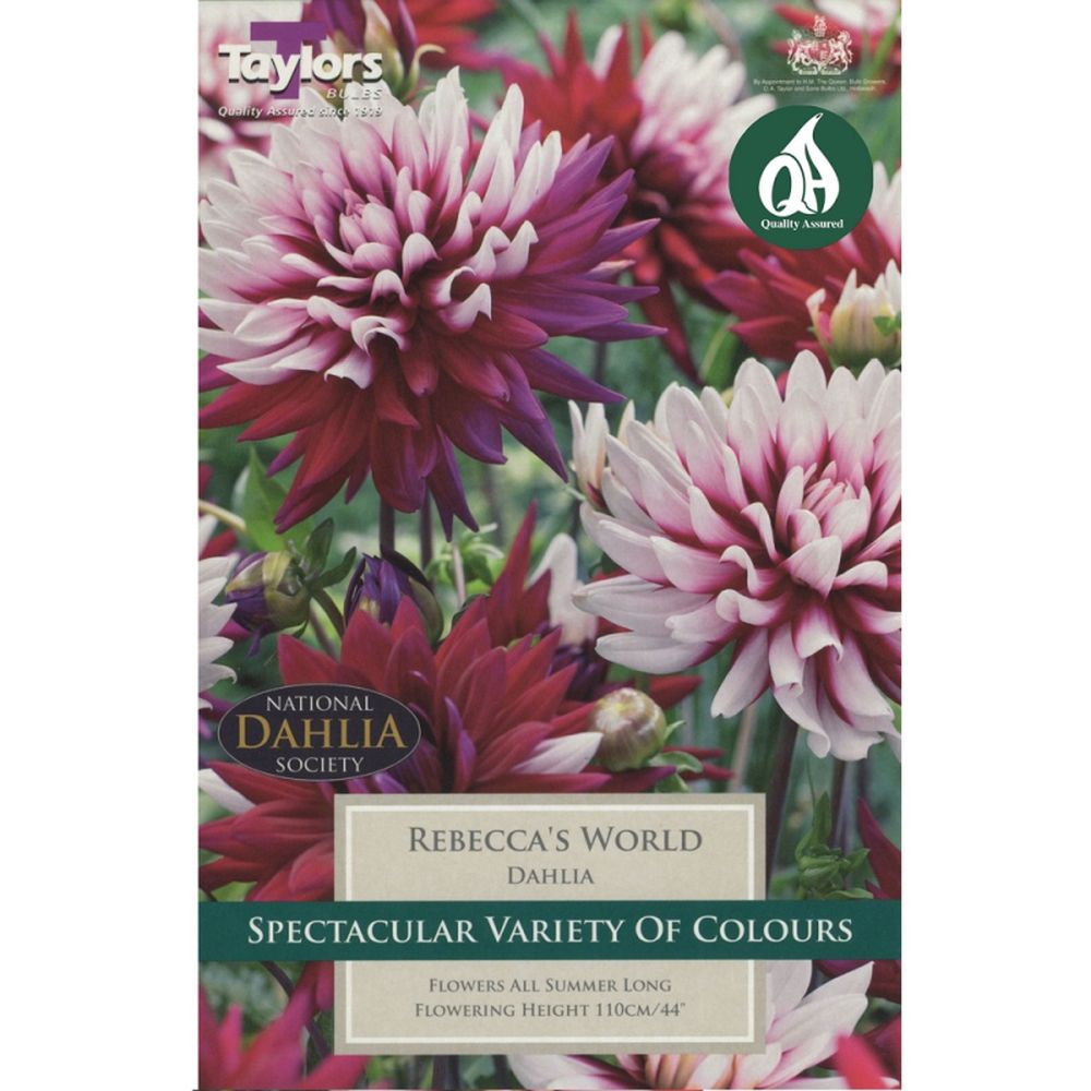 Dahlia Rebecca's World